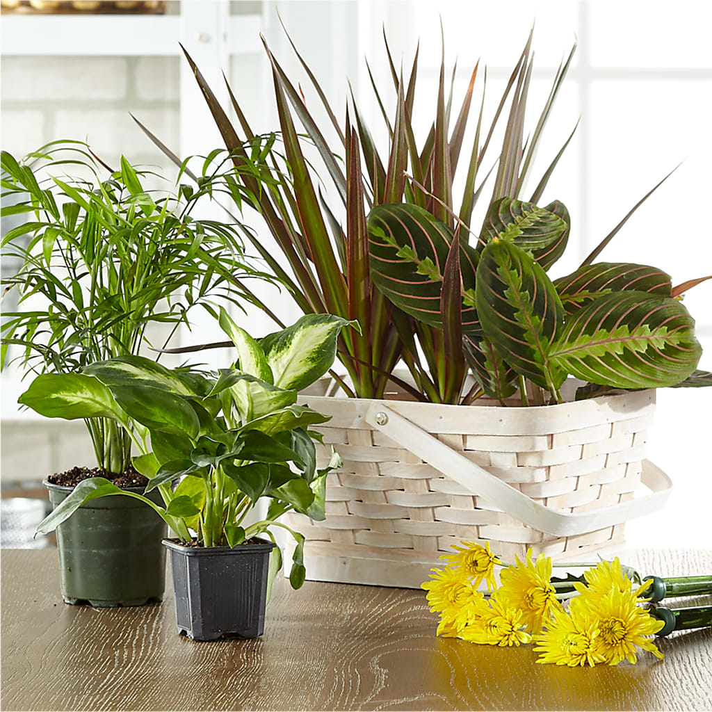 Florist Designed Blooming and Green Plants in a Basket – Coach House Floral Inc, Canal Fulton OH
