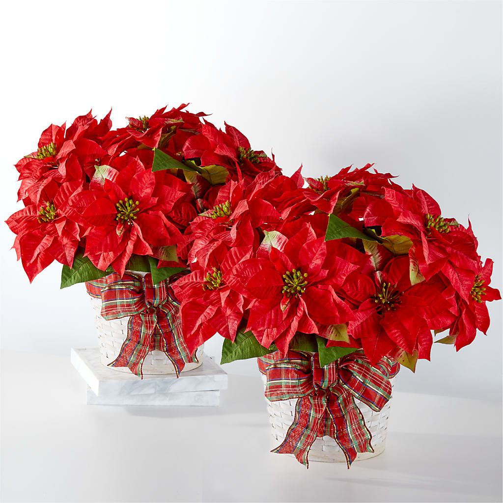 Happiest Holidays Poinsettia Bundle – Coach House Floral Inc, Canal Fulton OH