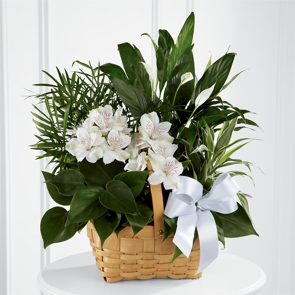 Peace & Serenity Dishgarden – Coach House Floral Inc, Canal Fulton OH