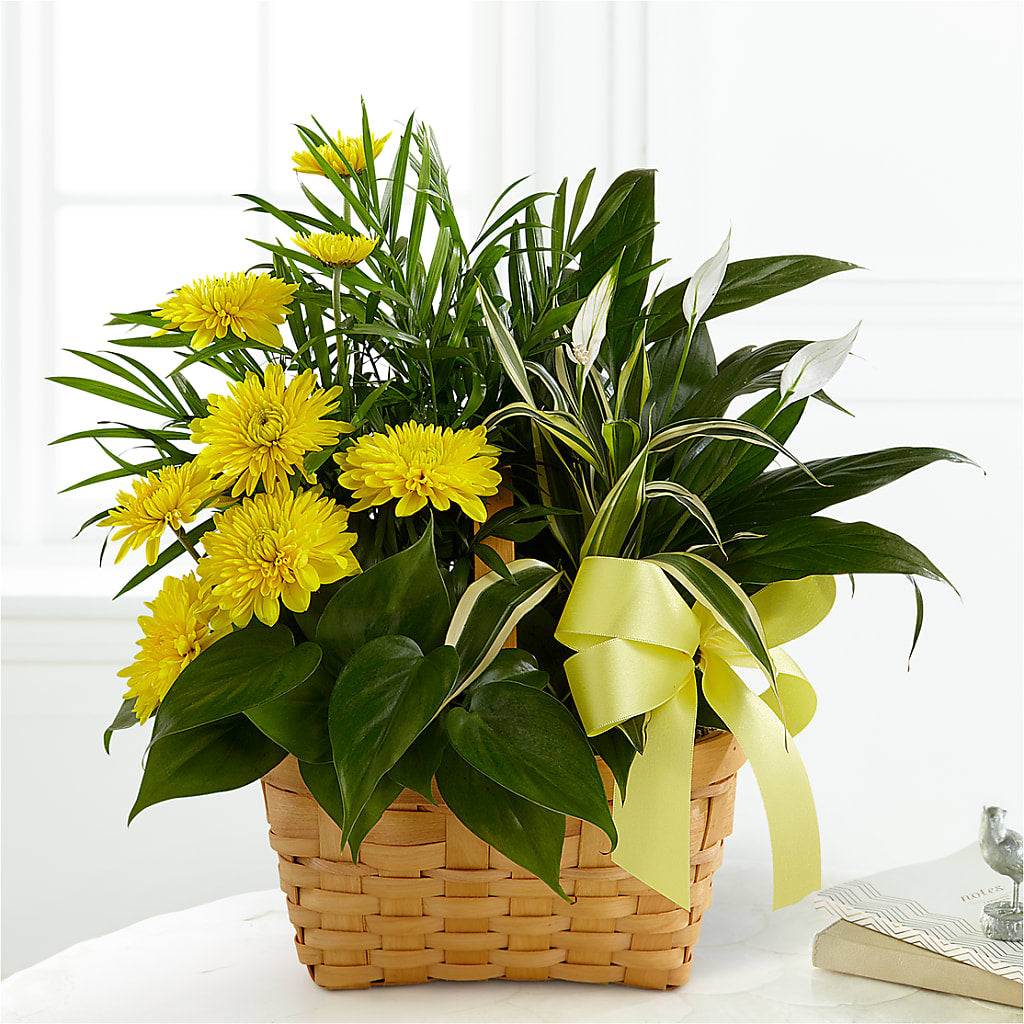 Loving Light Dishgarden – Coach House Floral Inc, Canal Fulton OH