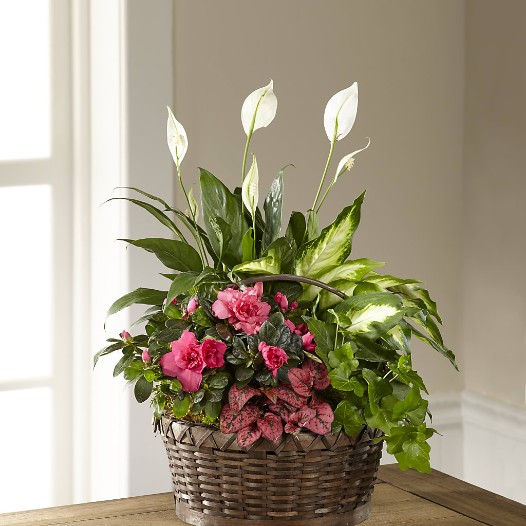 Dream in Pink Dishgarden – Coach House Floral Inc, Canal Fulton OH