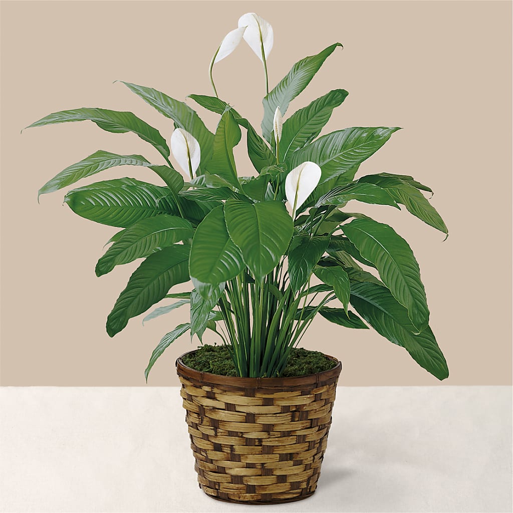 Tranquil Moments Peace Lily Plant – Coach House Floral Inc, Canal Fulton OH