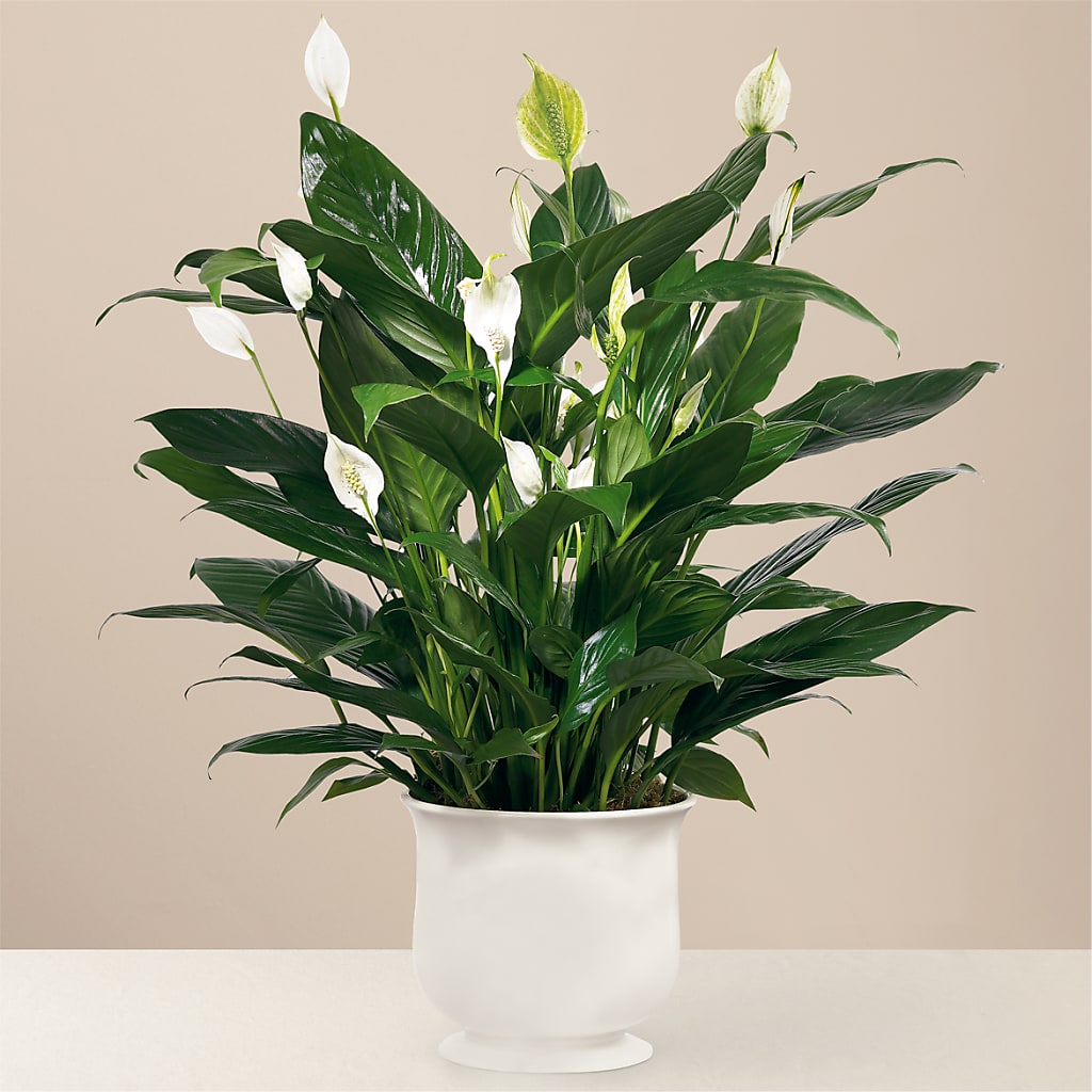 Comfort Planter – Coach House Floral Inc, Canal Fulton OH