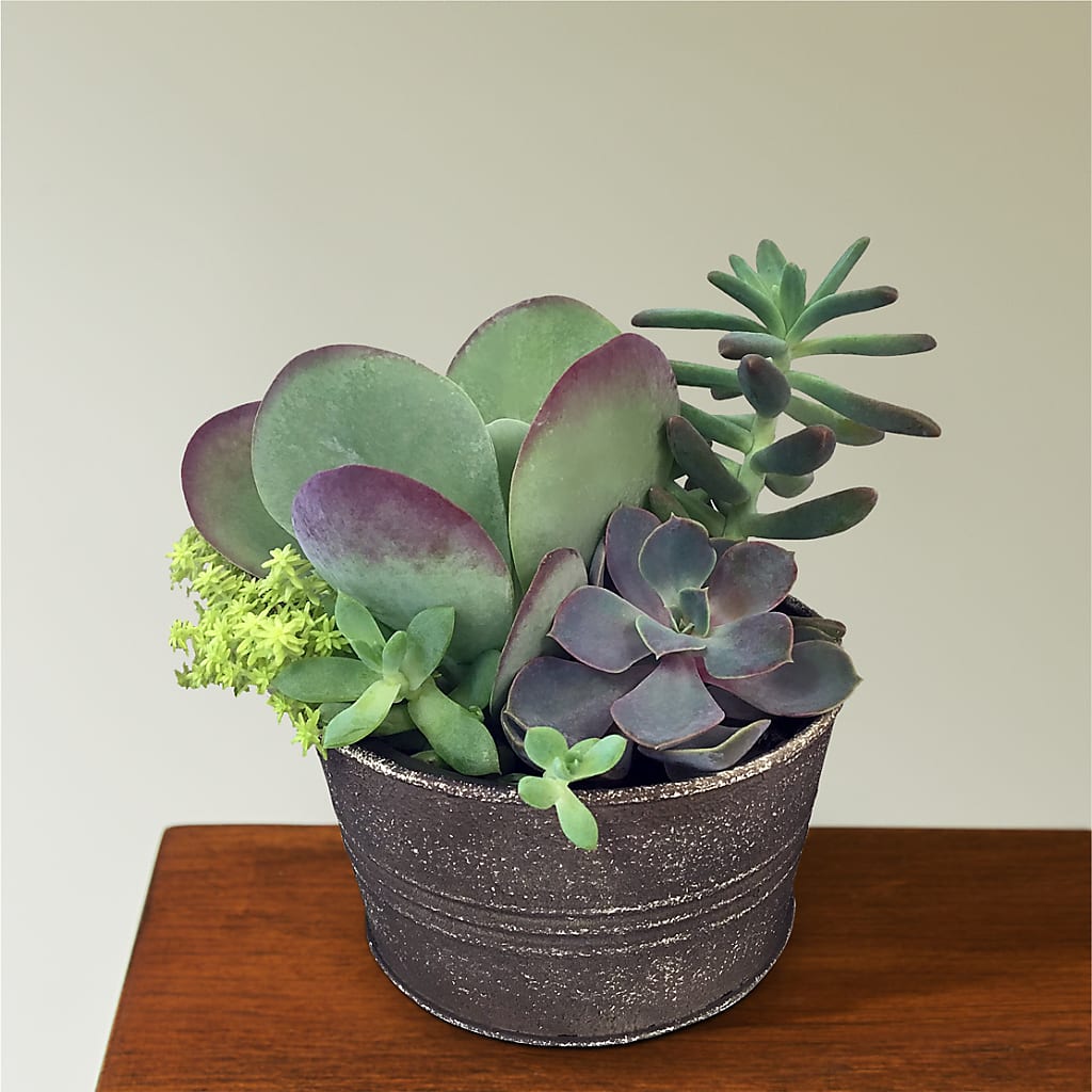 Lush Succulent Garden – Coach House Floral Inc, Canal Fulton OH
