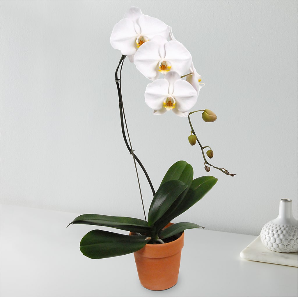 White Cascading Orchid – Coach House Floral Inc, Canal Fulton OH