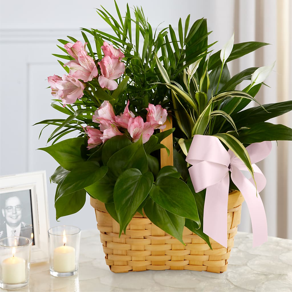 Living Spirit Dishgarden – Coach House Floral Inc, Canal Fulton OH