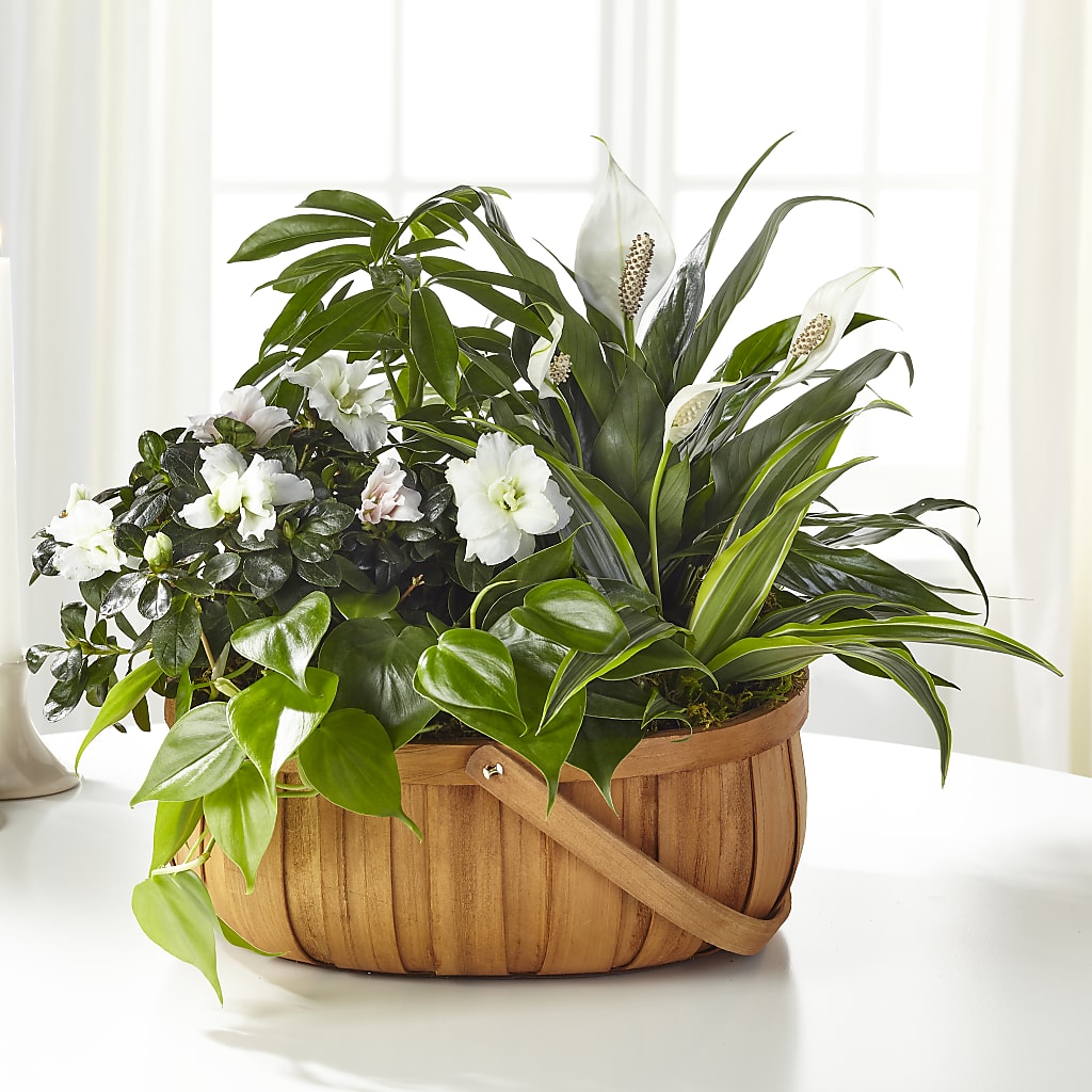 Serene Dishgarden – Coach House Floral Inc, Canal Fulton OH