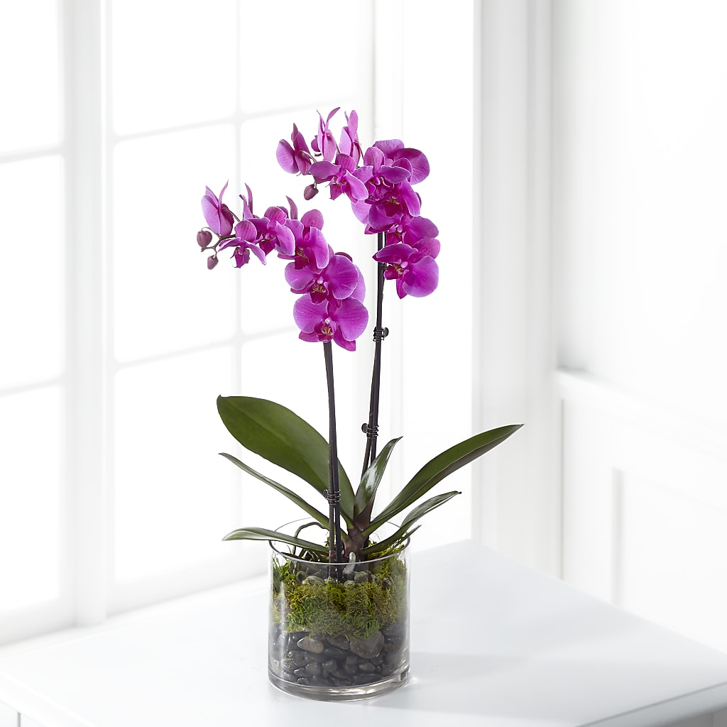 Pink Orchid Plant – Coach House Floral Inc, Canal Fulton OH