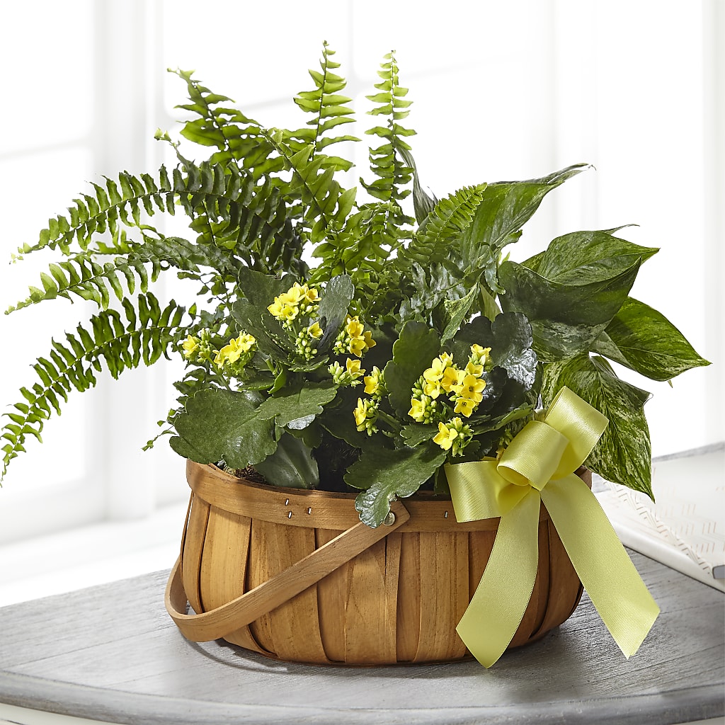 Always Dear Dishgarden – Coach House Floral Inc, Canal Fulton OH