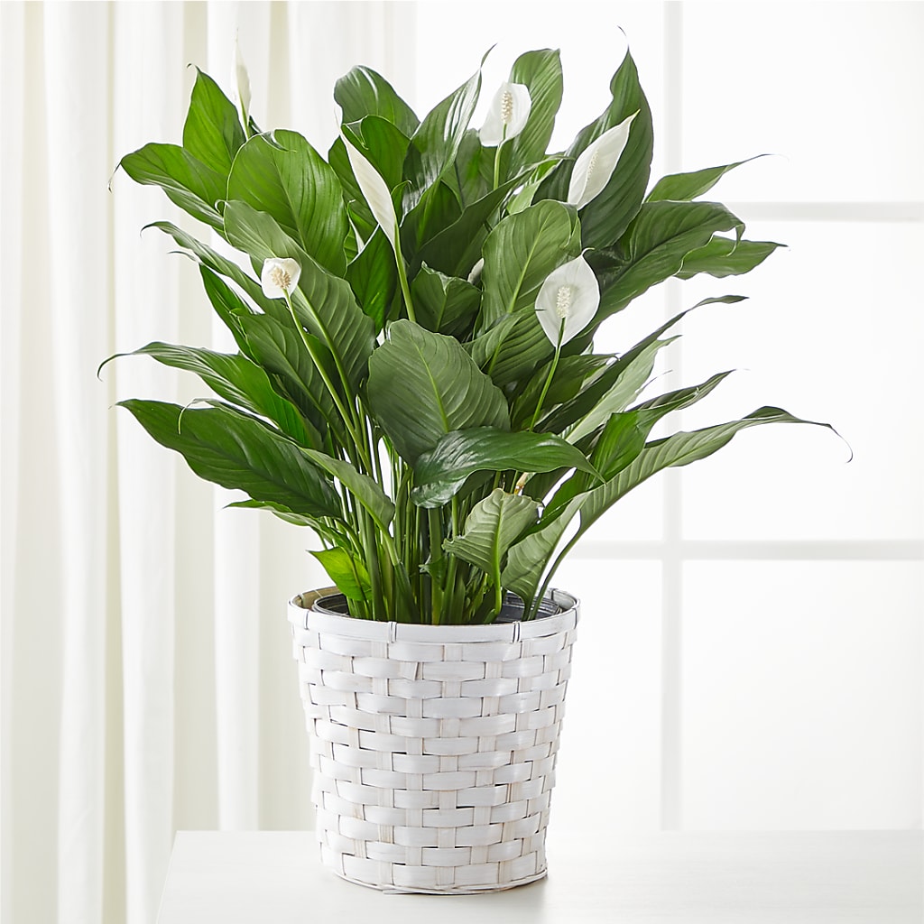 A New Leaf Peace Lily – Coach House Floral Inc, Canal Fulton OH