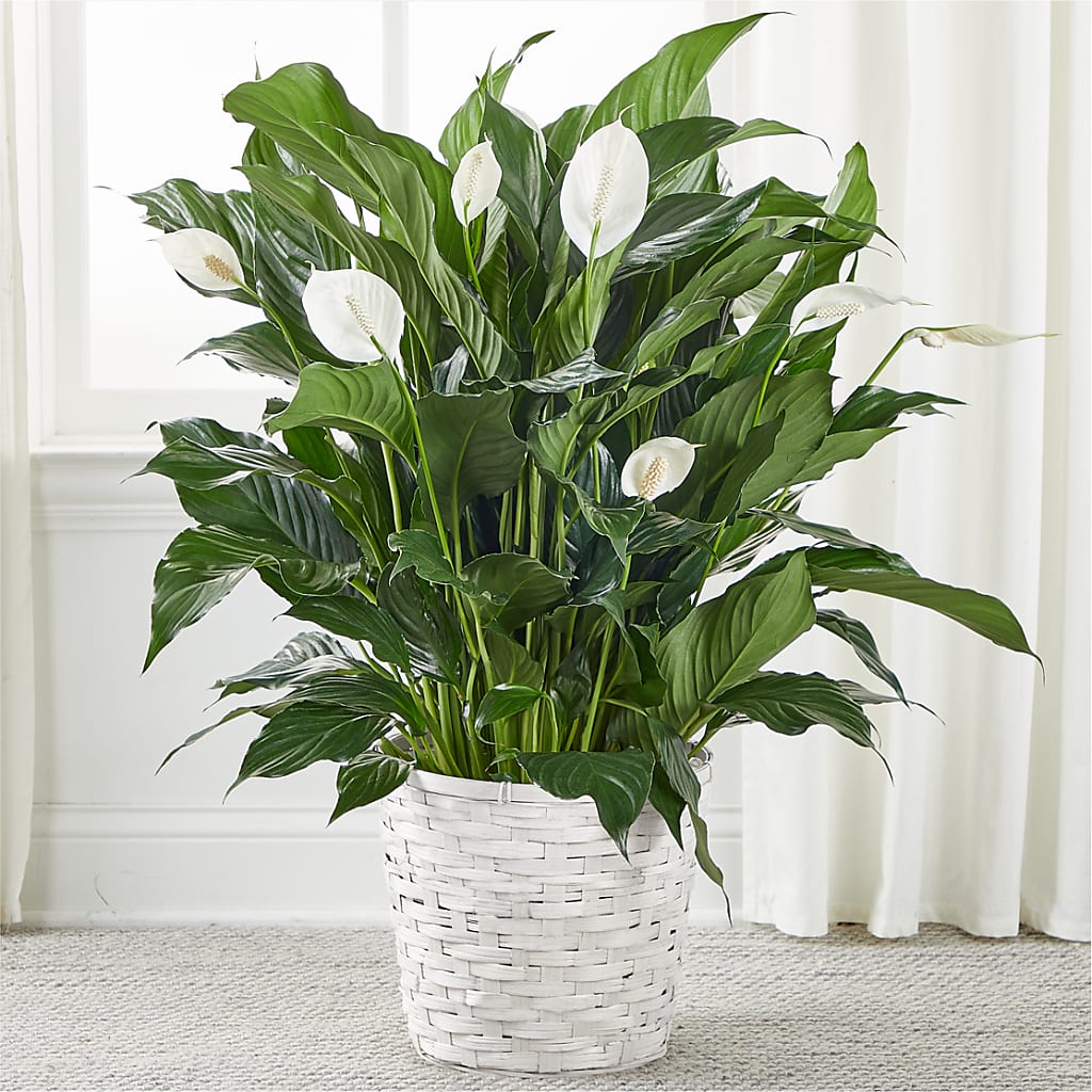 A New Leaf Peace Lily – Coach House Floral Inc, Canal Fulton OH
