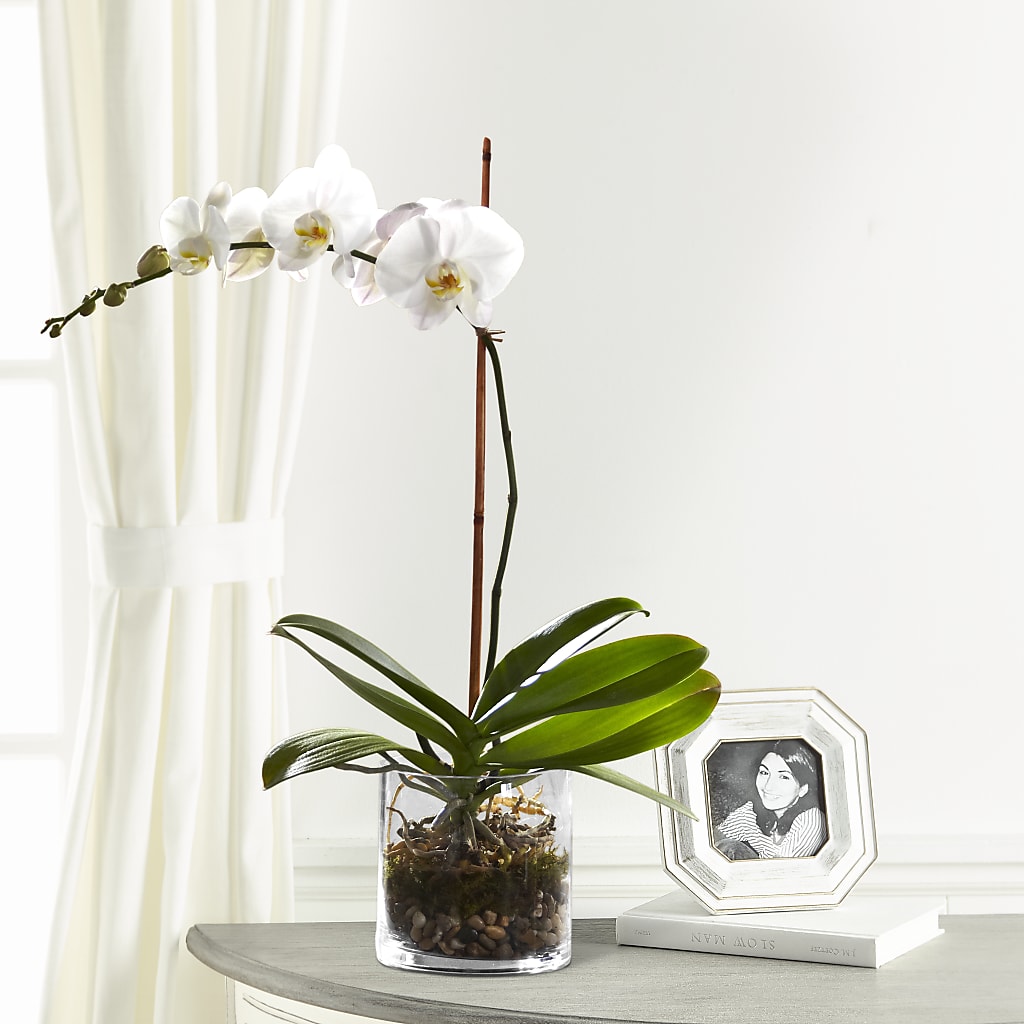 White Orchid Planter – Coach House Floral Inc, Canal Fulton OH