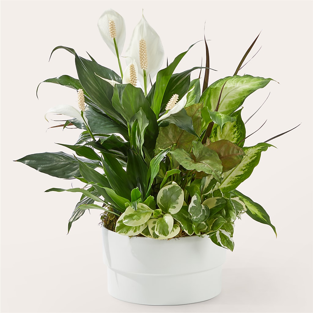 Radiating Positivity Dishgarden – Coach House Floral Inc, Canal Fulton OH