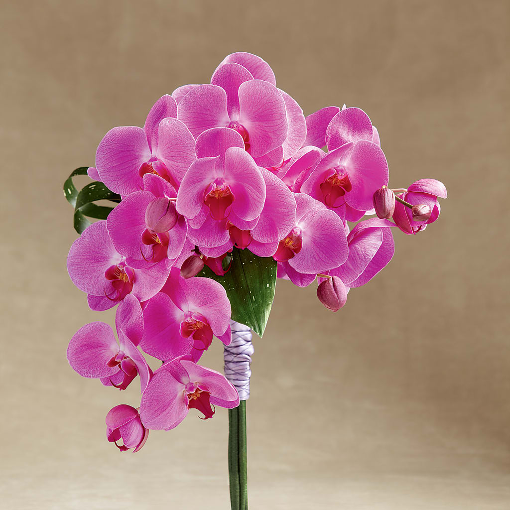 Glorious Bouquet – Coach House Floral Inc, Canal Fulton OH